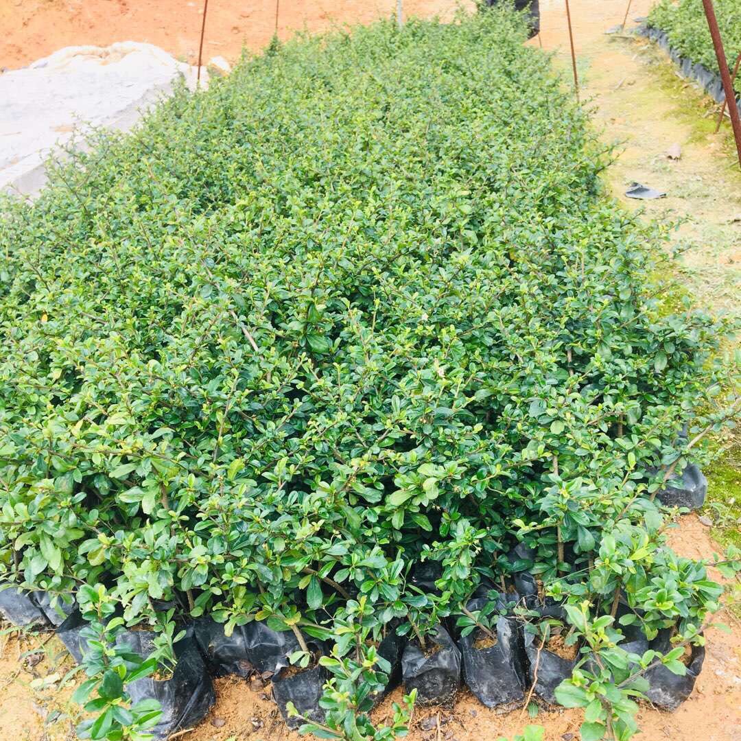 基及树 福建茶袋苗种植作绿篱生长力强 耐修剪枝繁叶茂株型紧凑根系发达